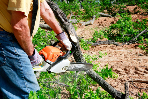 Best Affordable Tree Cutting  in Old Westbury, NY